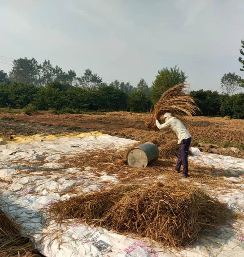Threshing tilak chandan rice, an indigenous, small-grained rice variety that's being revived through the Forgotten Food project. Photo: Forgotten Food