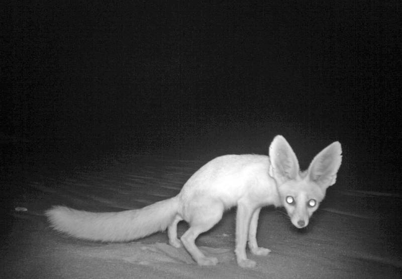 The rare Rüppell's fox (Vulpes rueppellii) is sighted for the first time in Abu Dhabi in 13 years. Courtesy Environment Agency - Abu Dhabi