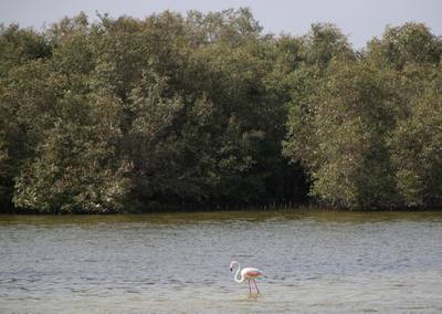 June 15, 2008 / Abu Dhabi /  A flamingo stands in the shallow water with Mangroves trees in the background June 15, 2008 in Abu Dhabi. (Sammy Dallal / The National) *** Local Caption ***  sd-Mangroves2.jpgsd-Mangroves2.jpg