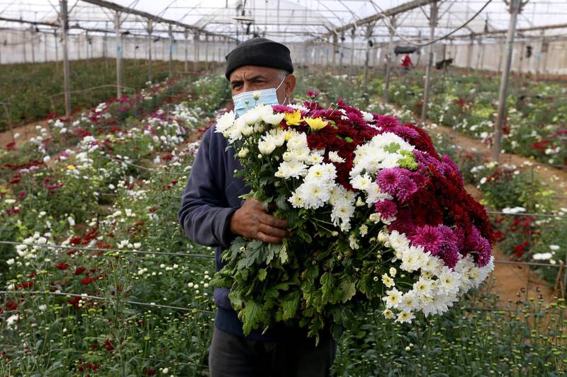 A Palestinian man carries a bunch of freshly picked flowers in a field in the southern Gaza Strip. Reuters