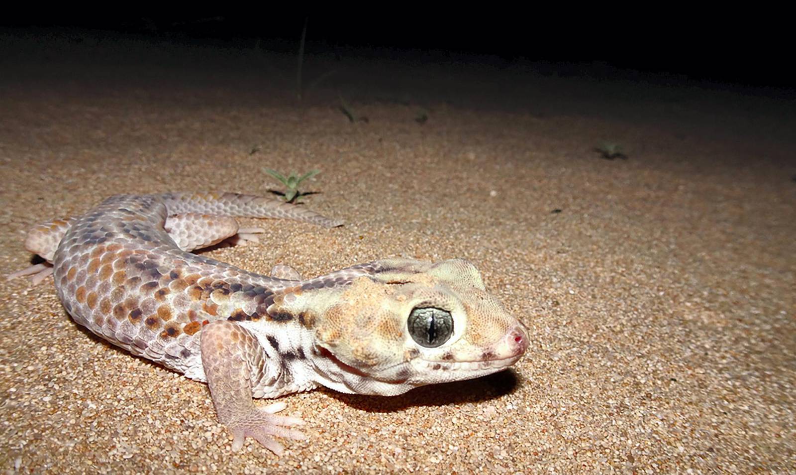 Endangered animals of the UAE — in pictures