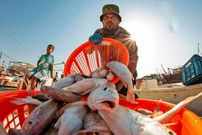 A man empties a basket of fish catch at a fish market in Iraq's southern port city of al-Faw, 90 kilometres south of Basra near the Shatt al-Arab and the Gulf, on May 18, 2020. In Iraq, a national lockdown to halt the COVID-19 coronavirus pandemic has found some unexpected fans: local businesses who no longer have to compete with Turkish, Iranian or Chinese imports. Those countries, as well as Saudi Arabia, Jordan and Kuwait, typically flood Iraqi markets with inexpensive products at prices local producers can't compete with. / AFP / Hussein FALEH
