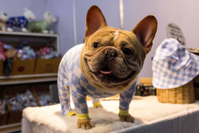 The American Kennel Club describes French bulldogs as 'famously friendly'. AFP