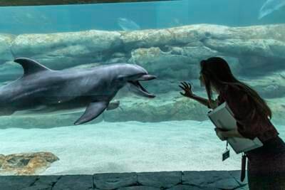 Cenote Cafe has underwater views of dolphins and other marine life 