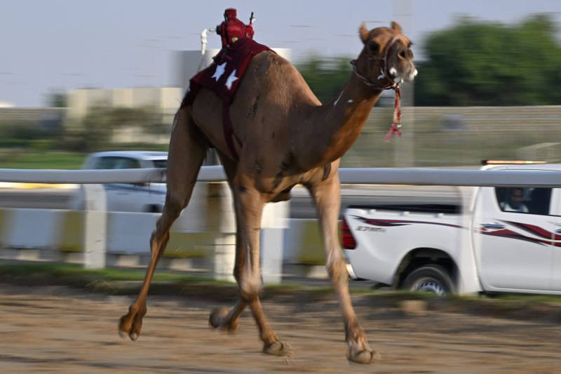A camel races in Al Sheehaniya municipality