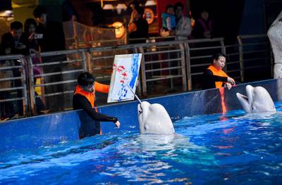 A Beluga whale paints during a performance at Tianjin Haichang Polar Ocean World in Tianjin, China. Reuters / China Daily