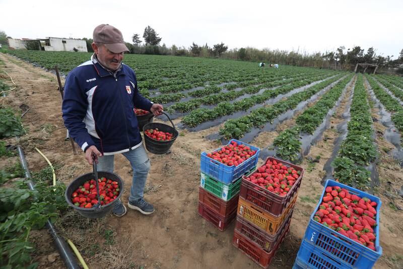 A Tunisia farmer harvests strawberries in a field in Korba, in Nabeul South of Tunis, Tunisia.