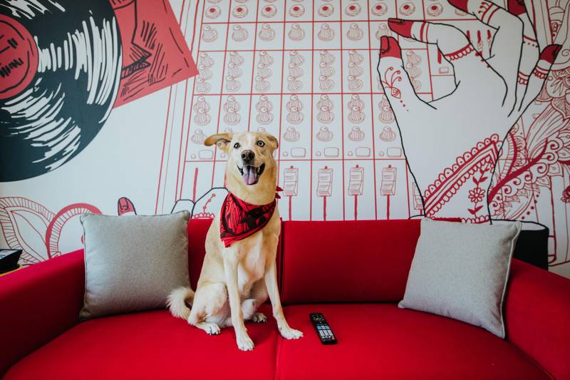 Book a staycation at Radisson Red Hotel Dubai Silicon Oasis for a change of scenery this weekend and you can bring your dog along too. Courtesy Radisson Hotels 