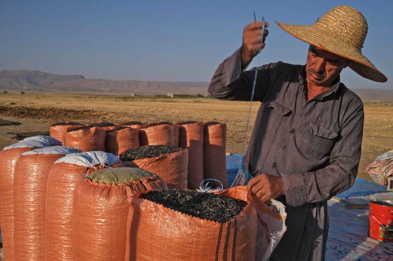 Sunflower seeds are packed in Ranya district, in Iraq's northern autonomous region of Kurdistan.
