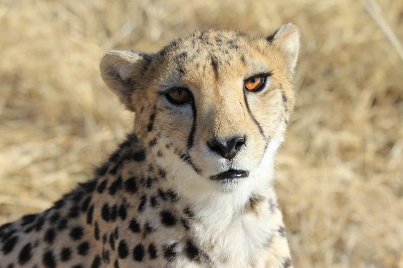 A female Namibian cheetah. The first batch being sent to India comprises five females and three males, all below five-and-a-half years old. 