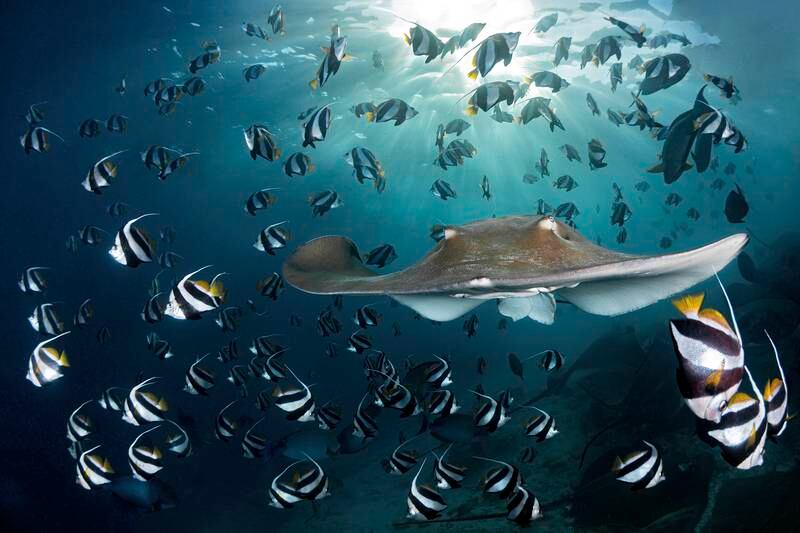 Second place, Conservation Photographer of the Year  (HOPE), Andreas Schmid, from the Maldives. A pink whipray swims amid schooling bannerfish.