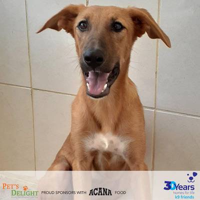 NAME:  Flannery. SEX: Female. DATE OF BIRTH: 03.12.2019. SIZE (when fully grown): Medium. BREED: Mix. INFO: Flannery was born and raised at an equestrian centre and arrived at K9 Friends with eight siblings. She is a well socialised, energetic pup and good with other dogs. For more information on adoption, call the office on 04 887 8739 Saturday, Tuesday, or Thursday 9am-1pm.