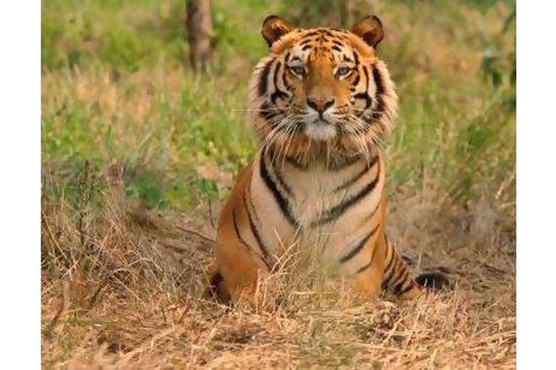 A reader says India must do more to protect endangered animals such as tigers and rhinos. Rupak De Chowdhuri / Reuters