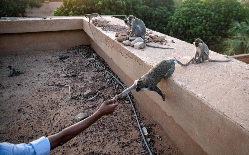 Monkeys on the campus of the University of Khartoum are bold enough to take food from students' hands. AFP