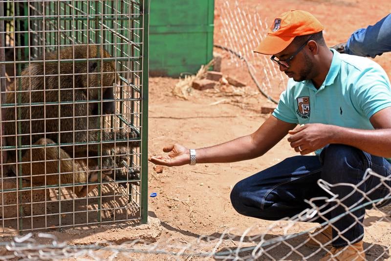 Mr Salih feeds a baboon.  