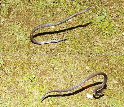 Dwarf reed snakes in South-East Asia have developed a unique escape mechanism of cartwheeling to evade predators, as documented by researchers. Photo: Evan Quah