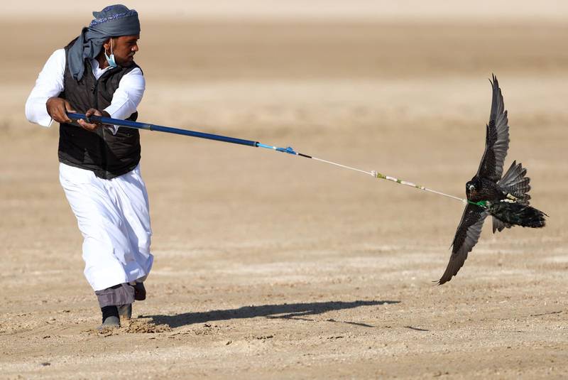 A man moves a lure to attract his falcon. Getty Images