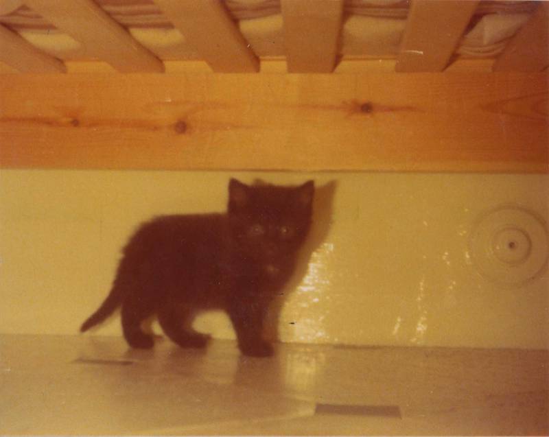 Monamy, the childhood cat of author SF Said and the inspiration for his short story The Naughtiest Cat I Have Ever Known Courtesy SF Said 
