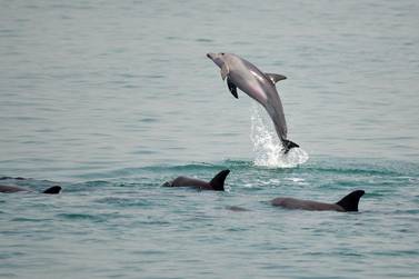   Bottlenose Dolphins are seen swimming in the waters of Abu Dhabi. Courtesy, The Bottlenose Dolphin Research Institute