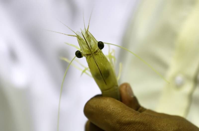A close-up of a shrimp. Pawan Singh / The National