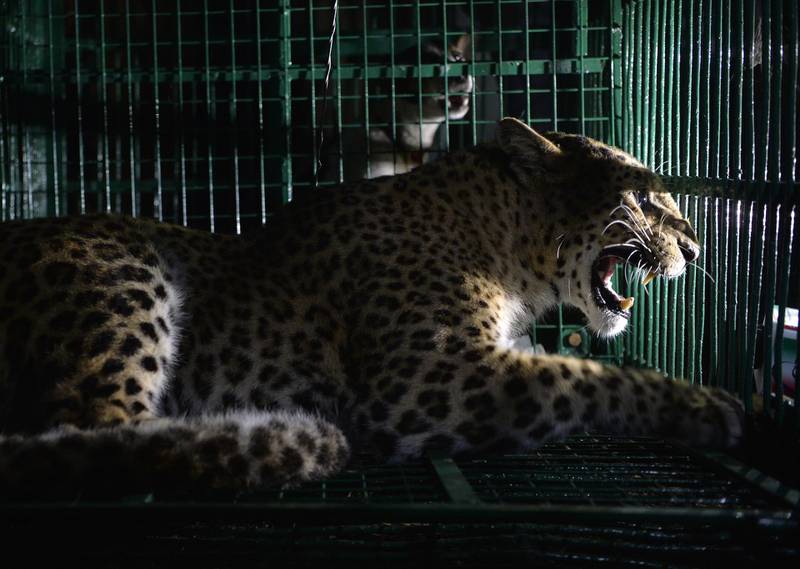A wild leopard looks out from a cage after it was caught on the outskirts of Siliguri in northeast India.The leopard was captured by forestry department officials after days roaming in the area and causing concern for worried residents. Diptendu Dutta / AFP
