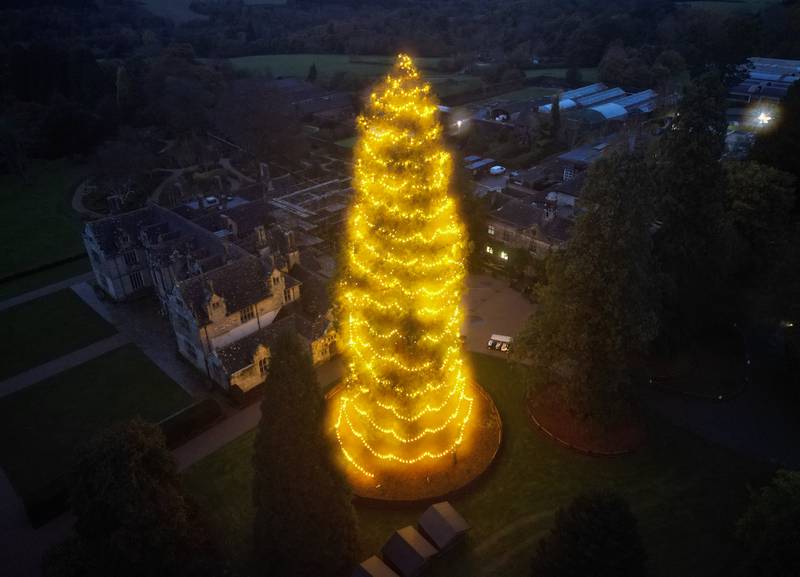 The UK's tallest living Christmas tree, a giant redwood approximately 110 feet tall, was decorated on Wednesday evening at Wakehurst Place in West Sussex. PA