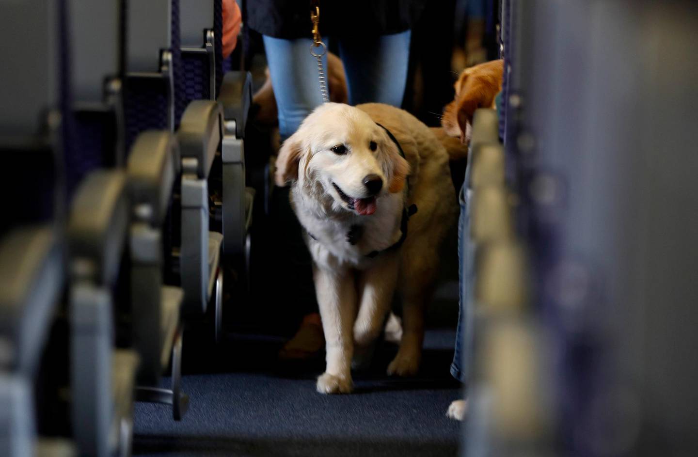 FILE - In this April 1, 2017 file photo, a service dog strolls through the isle inside a United Airlines plane at Newark Liberty International Airport while taking part in a training exercise, in Newark, N.J. Delta Air Lines says for safety reasons it will require owners of service and support animals to provide more information before their animal can fly in the passenger cabin, including an assurance that it's trained to behave itself.  (AP Photo/Julio Cortez, File)