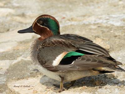 Male Teal.