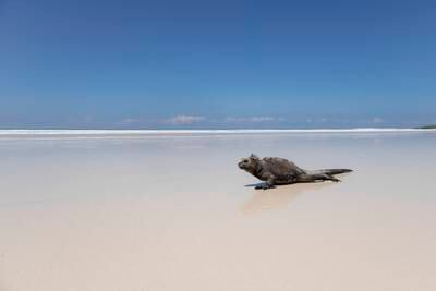 This marine iguana image called 'Paradise' placed third overall and first in Coastal and Marine category. Courtesy Galapagos Conservation Trust / Sam Whitton