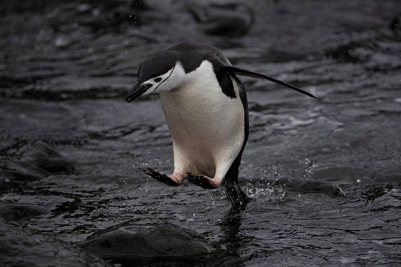 A chinstrap penguin jumps into the water at Snow Island, Antarctica. REUTERS