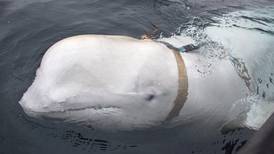 Lonely 'Russian spy whale' reappears in Sweden