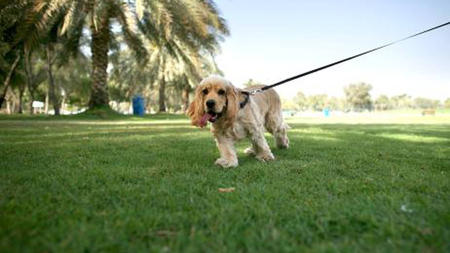 can you bring dogs to abu dhabi