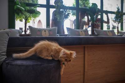 None of the cats at Meow Cafe are adoptable. AFP