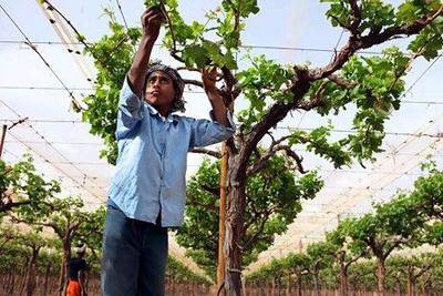Ramadan Nabil Abu Majed, 16, prunes grape vines with his classmates at Kingdom Agricultural Development Company.
