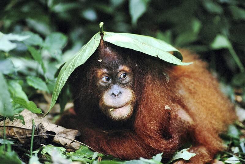 Sumatran Orang utan under leaf shelter (Pongo abelii) Gunung Leuser NP, Sumatra, Indonesia
