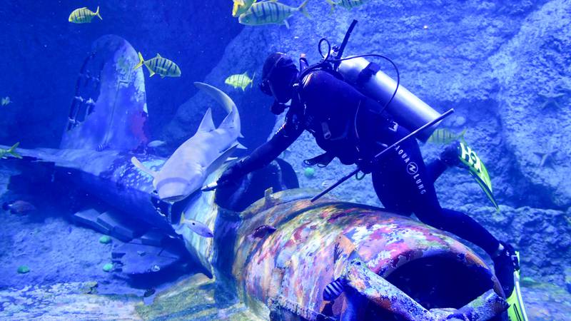 Paul Hamilton dives into action to help feed sharks at the vast National Aquarium. Photo: Supplied

