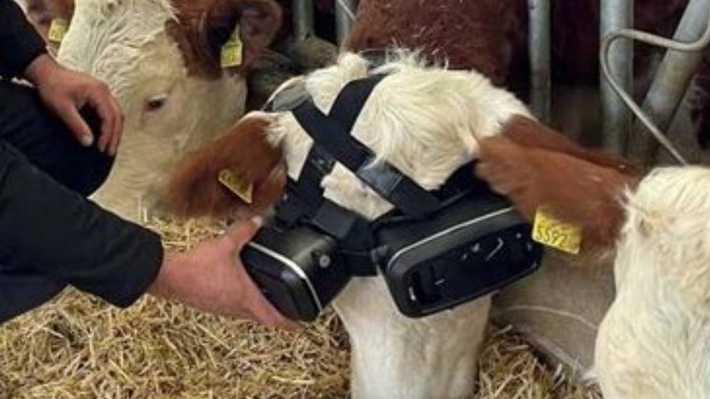 Turkish farmer fits his cows with VR glasses to help them produce more milk