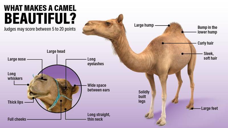 Researchers have produced a point system to accurately determine what makes a camel beautiful. Ramon Penas / The National