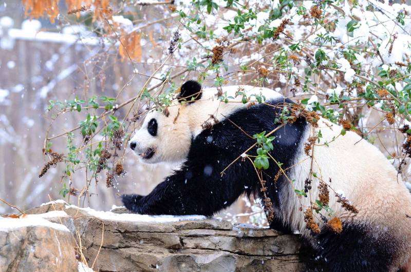 Giant panda Mei Xiang looks over a stone wall in her enclosure at the Smithsonian's National Zoo in this handout provided by the Smithsonian National Zoo during a spring snow in Washington, D.C. March 25, 2013. REUTERS/Connor Mallon/Smithsonian's National Zoo/Handout   (UNITED STATES - Tags: ENVIRONMENT ANIMALS SOCIETY) NO SALES. NO ARCHIVES. FOR EDITORIAL USE ONLY. NOT FOR SALE FOR MARKETING OR ADVERTISING CAMPAIGNS. THIS IMAGE HAS BEEN SUPPLIED BY A THIRD PARTY. IT IS DISTRIBUTED, EXACTLY AS RECEIVED BY REUTERS, AS A SERVICE TO CLIENTS *** Local Caption ***  TOR404_USA-_0325_11.JPG