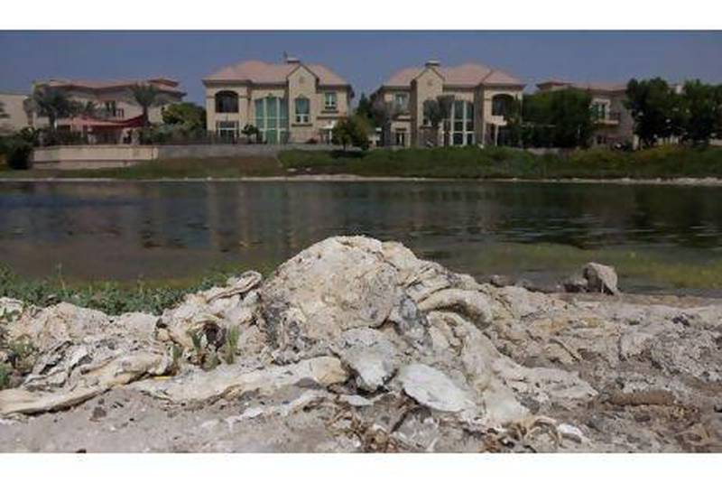 Dried algae lies on the shore of one of the lakes before the clean up in Jumeirah Islands in Dubai.