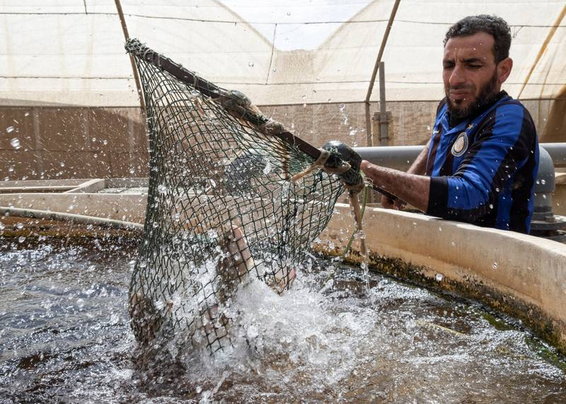 Bustan Aquaponics employee Syed Hamid at a Nile tilapia farming pond in Cairo