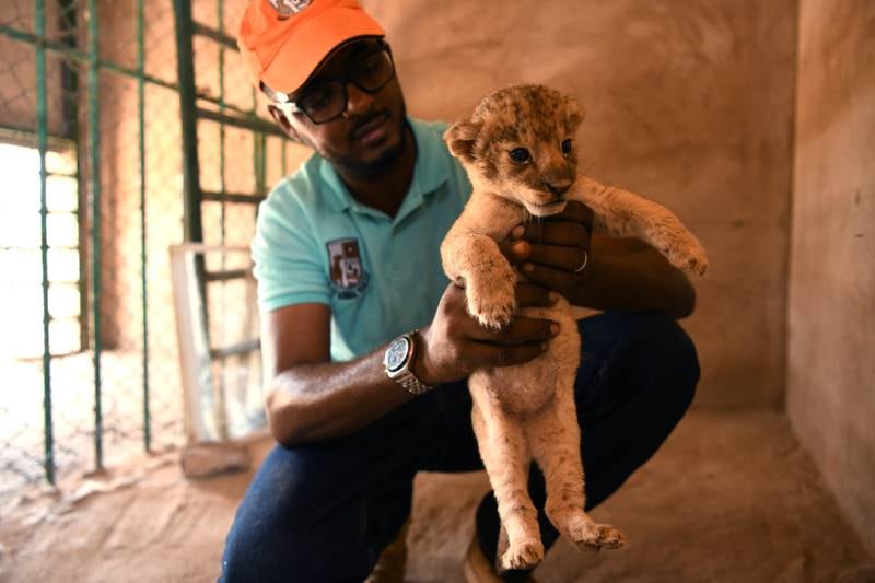 Osman Salih, founder of the Sudan Animal Rescue Centre, holds a lion cub during a medical check. EPA
