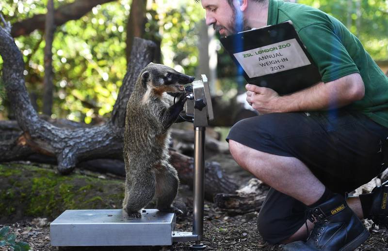 A coati gets weighed at the London Zoo in London, Britain.  EPA