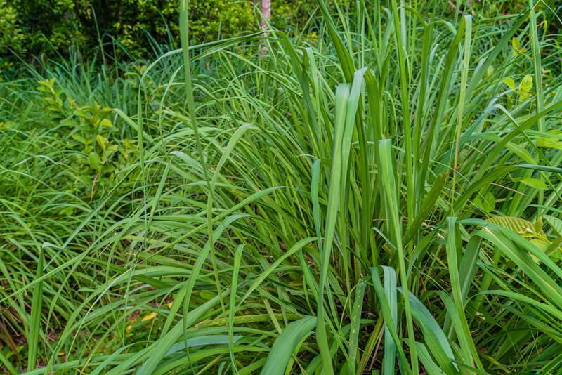 Lemongrass (Cymbopogon) can reduce inflammation. Getty Images