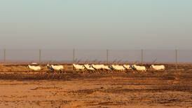 Twenty Arabian oryx from UAE released into Jordan reserve