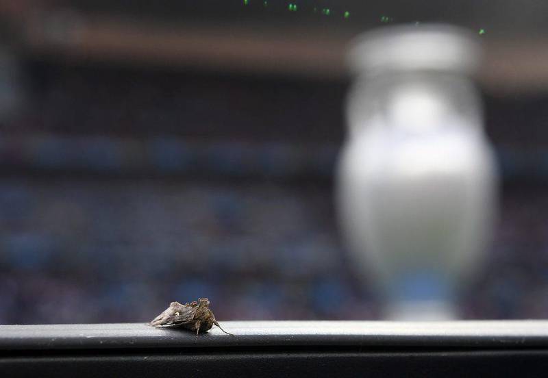 A Moth sits on an advertising board before the Uefa Euro 2016 Final match between Portugal and France at Stade de France in Saint-Denis, France, 10 July 2016. Filip Singer / EPA