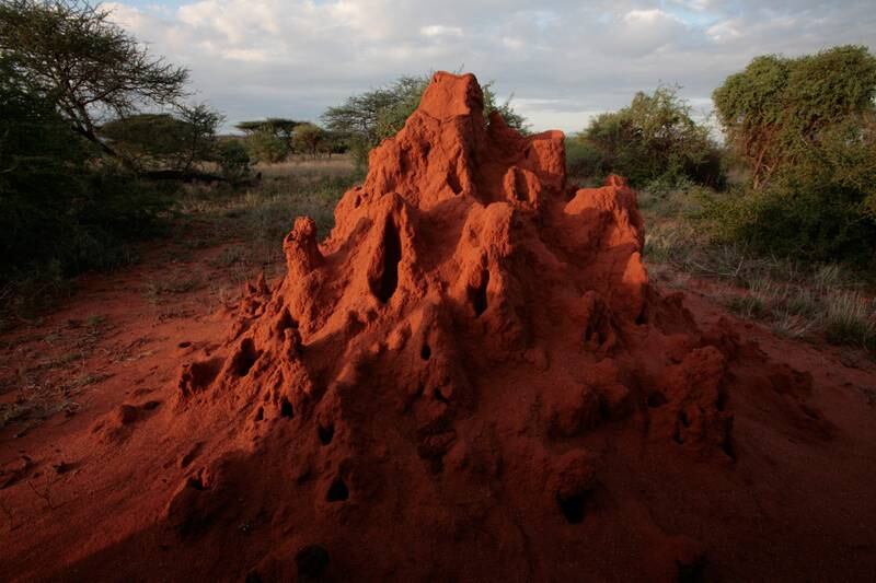 A termite mound catches the evening sun in the Masai Mara Game Reserve, Kenya, a country where the insect is eaten. Getty Images