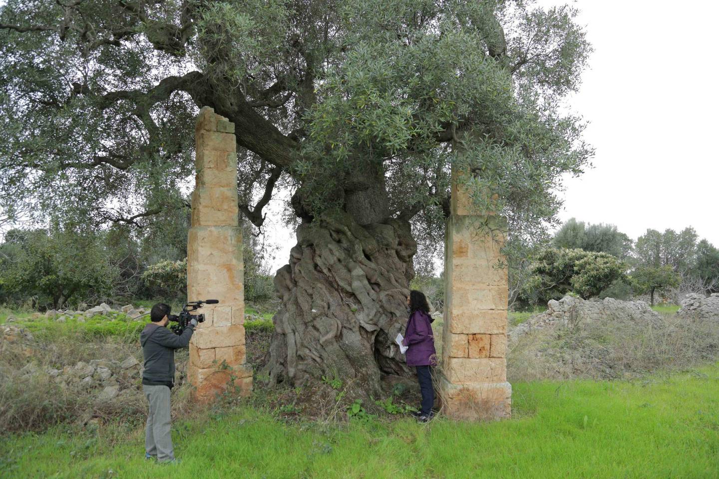 Alia Yunis during filming, under an olive tree in Puglia that is believed to be more than 4,000 years old.  