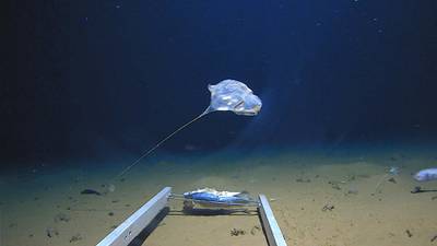 The team discovered a new species of jellyfish in the Indian Ocean.  Courtesy: The Five Deeps Expedition