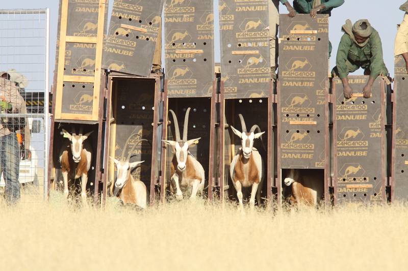 A herd of 25 Scimitar-horned Oryx (SHO) has arrived safely to their new home in the Ouadi RimŽ-Ouadi Achim Reserve. This latest translocation is part of the reintroduction programme of the Environment Agency Ð Abu Dhabi (EAD), the Government of Chad - Ministry of Environment and Fisheries and the Sahara Conservation Fund (SCF). (Photo Courtesy-Abu Dhabi Enviroment Agency) *** Local Caption ***  Oryx being released into their expansive pre-release pen.jpg
